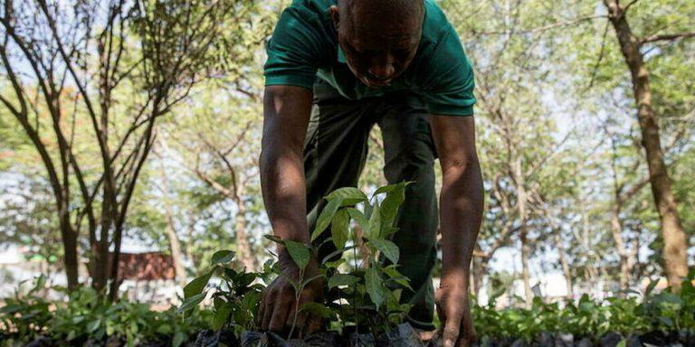 Гана встает на защиту своих лесов