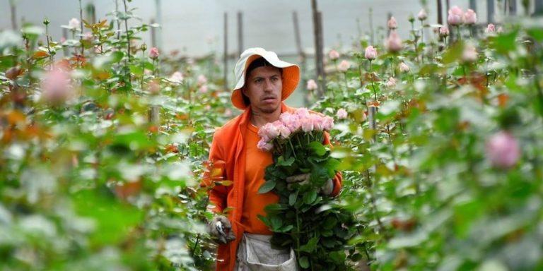 Полоса препятствий из эквадорских роз, чтобы добраться до прилавков мира